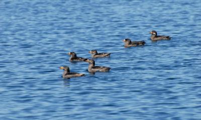 Rhinoceros auklets near Protection Island. Photo: Peter Hodum
