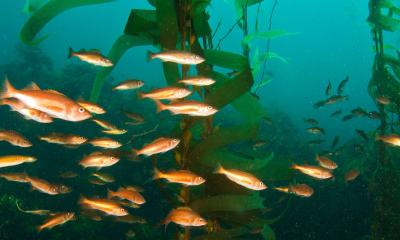 A school of brightly colored orange fish shown swimming near kelp.