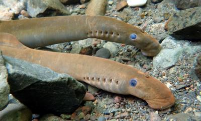 Underwater view of two Pacific lamprey resting on rocks and sand. 