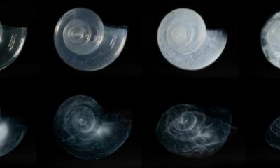 In laboratory experiments, a pteropod shell dissolved over the course of 45 days in seawater adjusted to an ocean chemistry projected for the year 2100. Photo: NOAA Environmental Visualization Laboratory