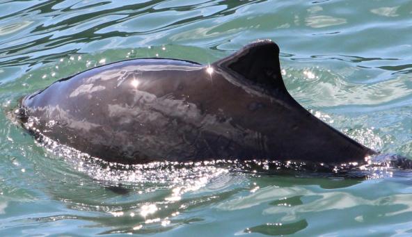 Harbor porpoise. Photo: Copyright Cindy R. Elliser, Pacific Mammal Research.