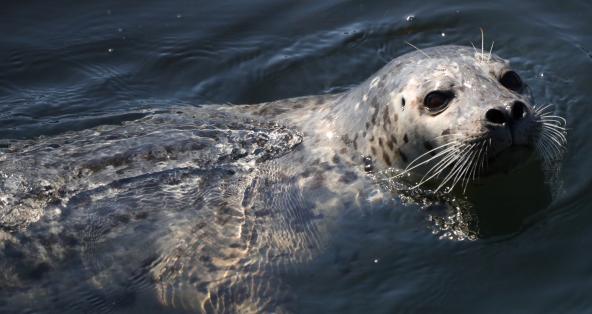 A grey and white harbor seal swimming in water