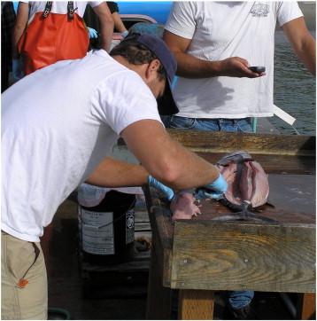 Fisherman cleaning and filleting a fish. Photo courtesy of NOAA.