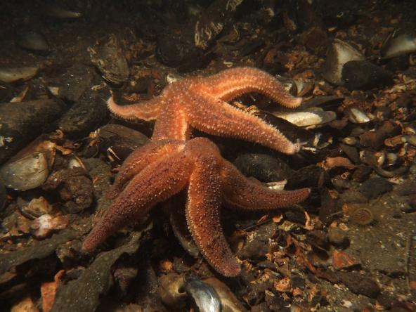 Common starfish feeding on mussels. Photo: James Lynott (CC BY-ND 2.0) https://www.flickr.com/photos/jlynott/11715880653