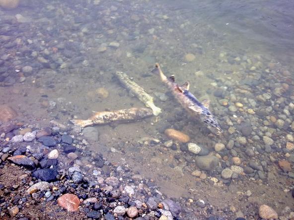 Dead salmon. Photo: Boris Mann (CC BY-NC 2.0) https://www.flickr.com/photos/boris/3037705761