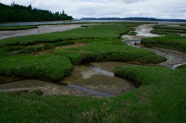 Tidal marsh at the Nisqually National Wildlife Refuge in Puget Sound. Photo courtesy of USFWS.