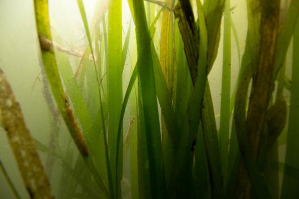 Inside the Eelgrass beds. Photo: Eric Heupel (CC BY-NC 2.0) https://www.flickr.com/photos/eclectic-echoes/7654885752