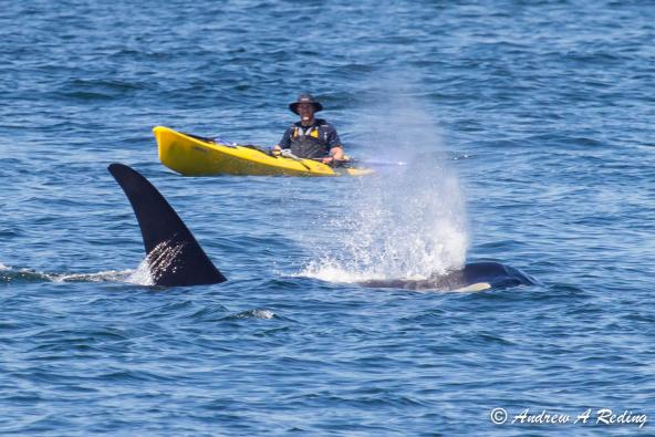 18-year-old L92 Crewser male resident orca, born 1995, and kayaker. Photo: Andrew Reding (CC BY-NC-ND 2.0) https://www.flickr.com/photos/seaotter/9259744196/