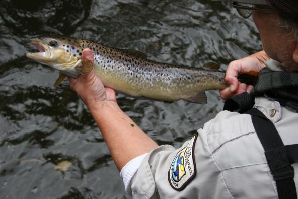 A US Fish & Wildlife Atlantic employee displays an Atlantic Salmon with characteristic large black spots on the gill cover. Credit: Greg Thompson/USFWS (CC BY 2.0) https://www.flickr.com/photos/43322816@N08/9680675578