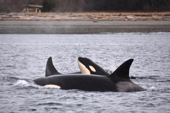 Bigg's killer whales. Photo: copyright Monika Shields, with permission