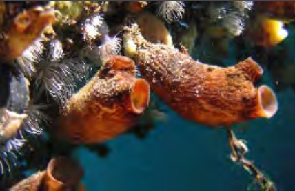 The invasive tunicate Styela clava. Photo: WDFW