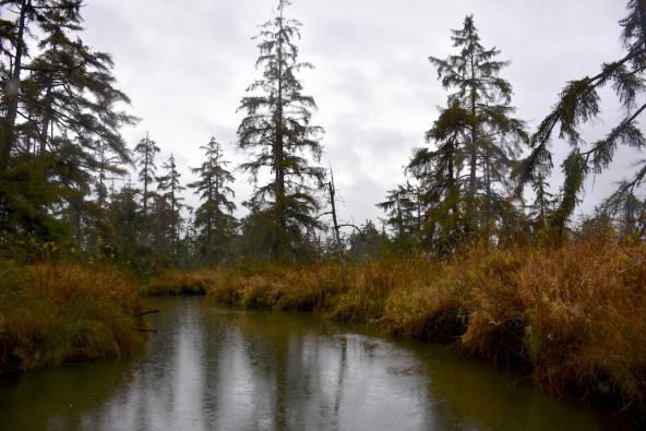 Tidal forest as viewed from an inner waterway of Otter Island in the Snohomish River estuary. Photo: Jeff Rice/PSI