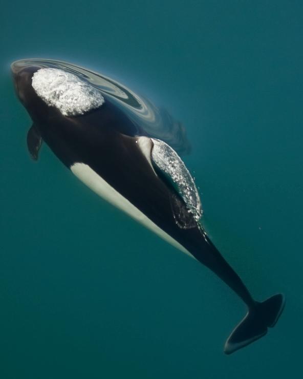 View of a single black and white Dall's porpoise swimming near the surface of the water.