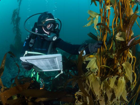 : Underwater view of a person in scuba diving gear holding a clipboard and grasping a stalk of brown kelp.