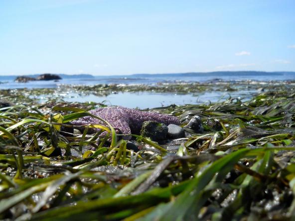 Eelgrass at Alki Beach, Seattle. Report cover photo: Lisa Ferrier