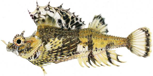 An illustration of the fourhorn poacher (Hypsagonus quadricornis). Copyright: Joseph R. Tomelleri
