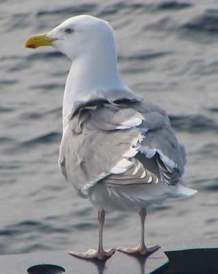 Glaucus-winged gull. Image courtesy of USGS. 