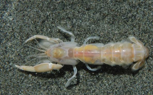 Neotrypaea californiensis, the bay ghost shrimp. Image courtesy of Dave Cowles (wallawalla.edu)
