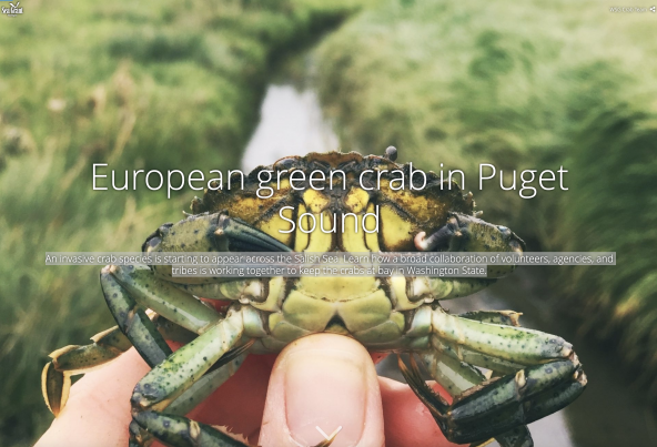 European green crab story map cover image