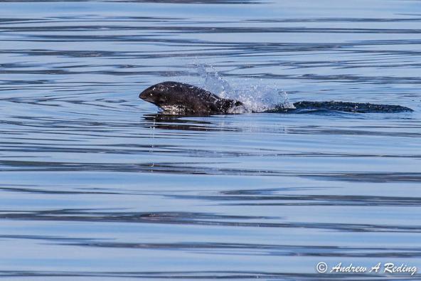 Harbor Porpoise (Phocoena phocoena). Bellingham Bay, WA. Photo: Andrew Reding (CC BY-NC-ND 2.0) 