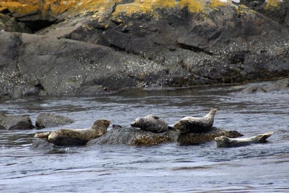 Harbor seals, Lopez Island, WA. Photo: Bethany Weeks (CC BY-NC 2.0) https://flic.kr/p/6Mnq5k