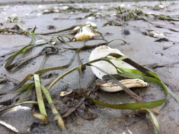 Eelgrass at low tide. Photo by Olivia Graham. 