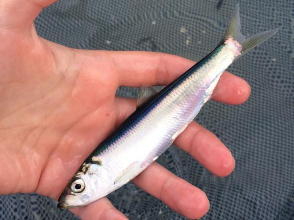 Pacific herring are small forage fish that fit in the palm of your hand. Photo: Margaret Siple