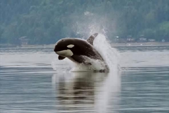 Puget Sound's orcas are among the most contaminated marine mammals in the world. Photo: Minette Layne (CC-BY-2.0) https://en.wikipedia.org/wiki/Killer_whale#/media/File:Orca_porpoising.jpg