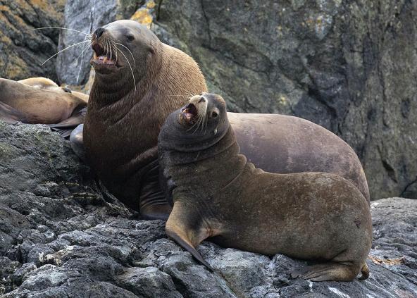 A much larger male Stellar sea lion sitting next to a male California sea lion on a rocky perch.