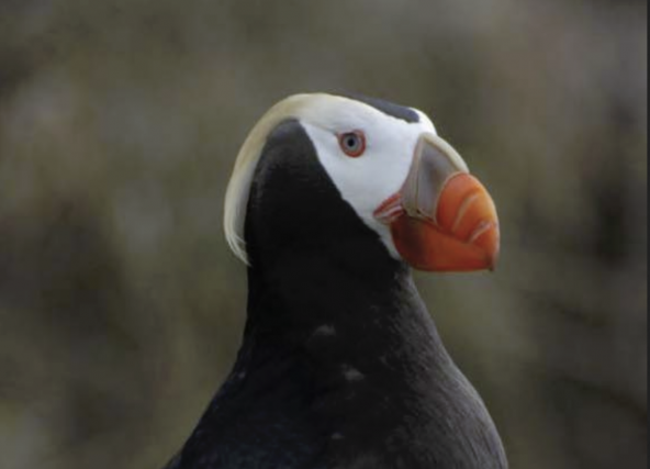 Tufted Puffin. Photo by Peter Hodum.