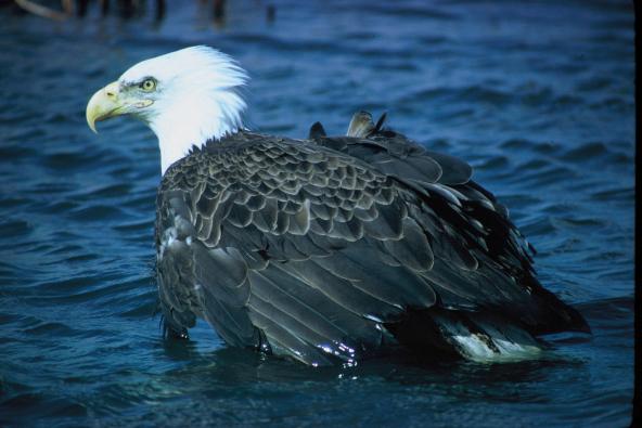 Bald eagle (Haliaetus leucocephalus). Image courtesy U.S. Fish and Wildlife Service.
