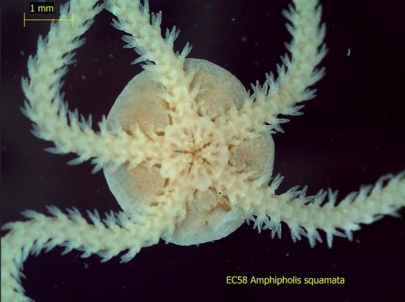 Amphipholis squamata (Phylum Echinodermata, Class Ophiuroidea) – This is a brittle star, commonly known as the “brooding snake star”. (Sandra Weakland, Brooke McIntyre photo)