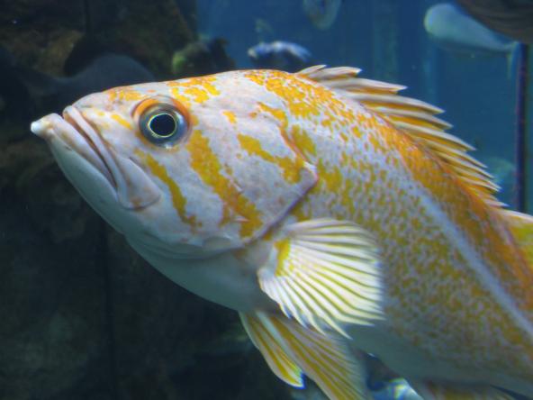 Canary rockfish. Photo by Tippy Jackson, courtesy of NOAA.