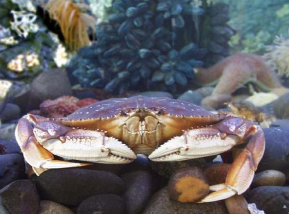 Dungeness crab (Cancer magister). Photo courtesy of NOAA.