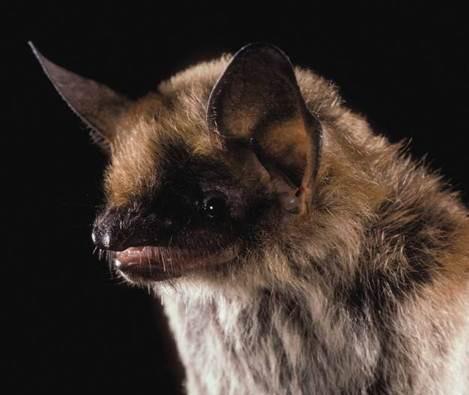 Image copyright Merlin D. Tuttle, Bat Conservation International, www.batcon.org