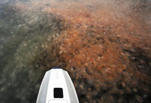 Jellyfish surround a floatplane pontoon. Photo courtesy of Washington Department of Ecology.