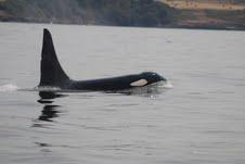 Killer whale (Orcinus orca). Photo by Joseph Gaydos. 