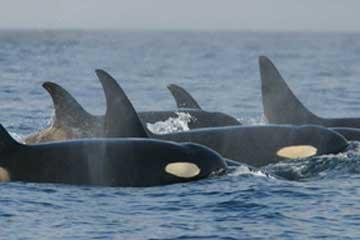 Southern resident orcas. Photo: NOAA http://www.nmfs.noaa.gov/pr/species/mammals/cetaceans/killerwhale_photos.htm