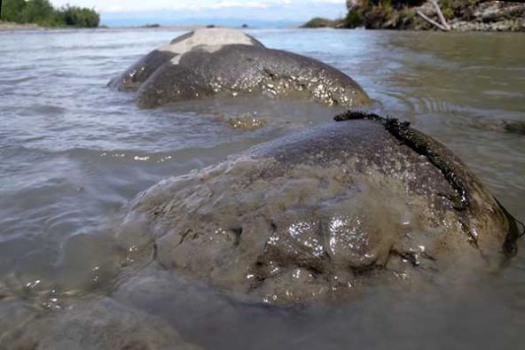 Photograph of sediment-covered rocks in the lower Elwha River just upstream of the river mouth at the Strait of Juan de Fuca (June 20, 2012, Chris Magirl).