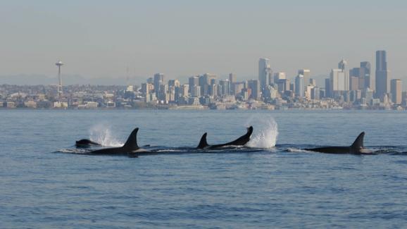 PCBs are leading culprits in the decline of Southern Resident Killer Whales in Puget Sound. Photo courtesy of NOAA.