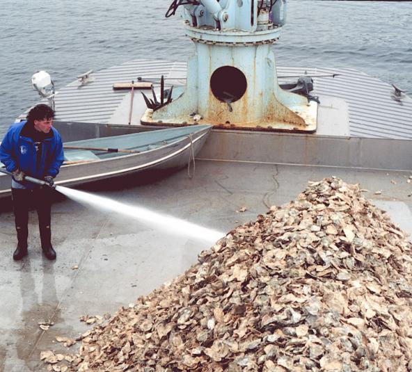 Oyster shell cultch containing seed oysters is washed onto a public beach. Image courtesy of WDFW.