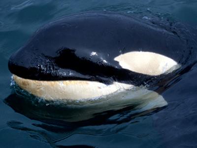 Orca whale in Puget Sound. Image courtesy of NOAA.