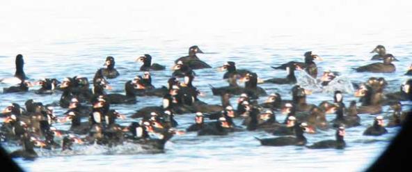 Surf scoters in Padilla bay, seen through a spotting scope. Photo from the Washington Department of Ecology.