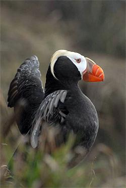 The Tufted Puffin is among 125 species of concern found in the Salish Sea. Photo: Peter Hodum.