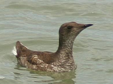 Adult marbled murrelet in breeding plumage. Pacific Southwest Research Station, U.S. Forest Service.