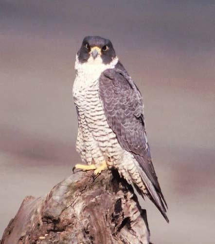 Peregrine falcon. Photo by Brian Caven.