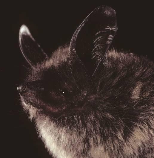 Keen's myotis. Photo by Bat Conservation International.