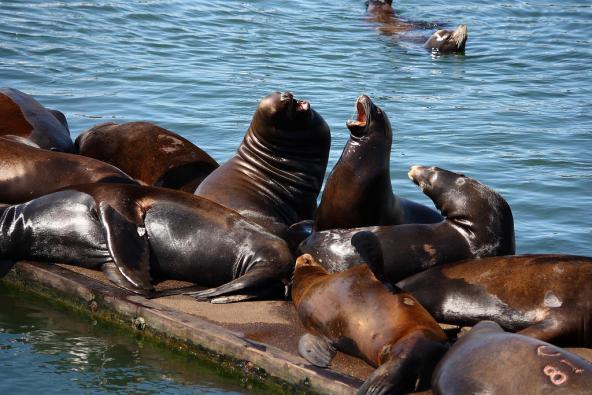 Sea lions take over a float along the Columbia River in Astoria, OR. Photo: Judd Hall (CC BY-NC-ND 2.0) https://www.flickr.com/photos/judsonhall/2853871040