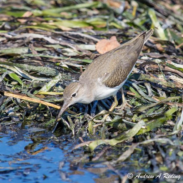 Spotted sandpiper on eelgrass. Semiahmoo Spit, Blaine, WA. Photo: Andrew Reding (CC BY-NC-ND 2.0) https://www.flickr.com/photos/seaotter/8084514888