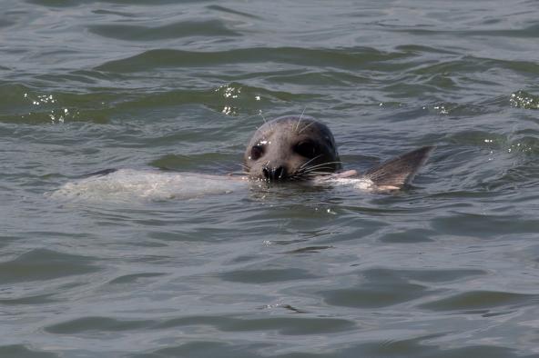 Seal vs Salmon in Vancouver, BC. Photo: cesareb (CC BY-NC 2.0) https://flic.kr/p/e8FqhT
